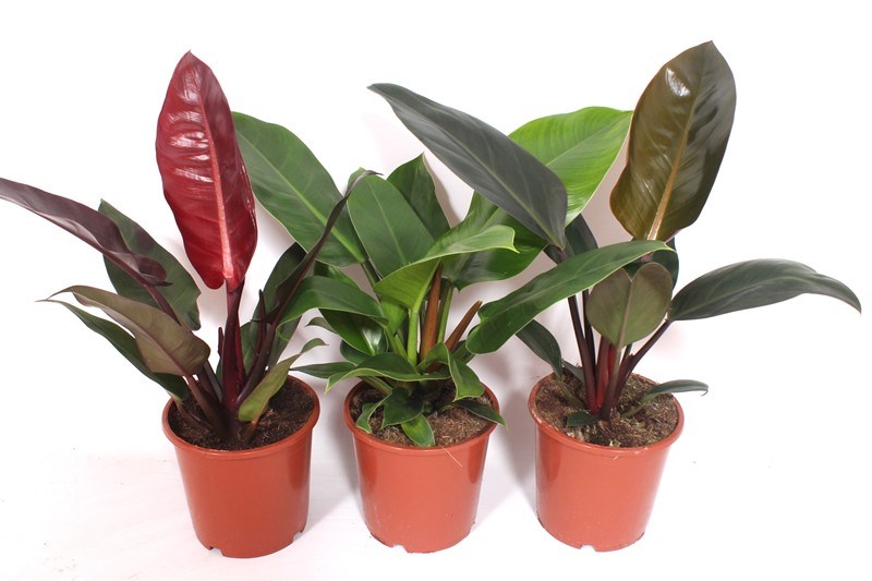 Philodendron mix