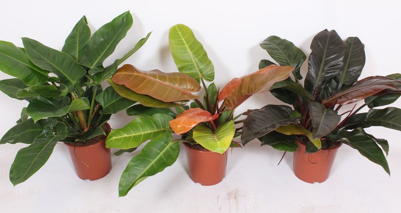 Philodendron mix