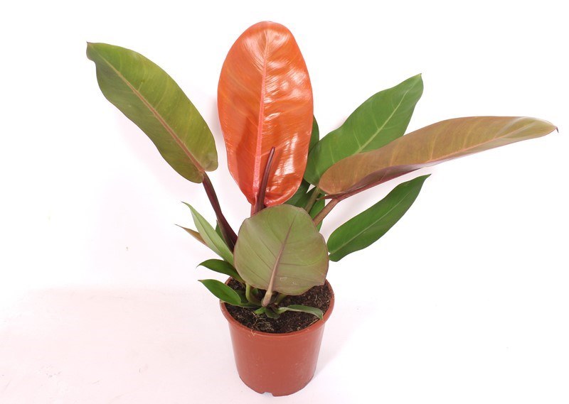 Philodendron Prince of Orange