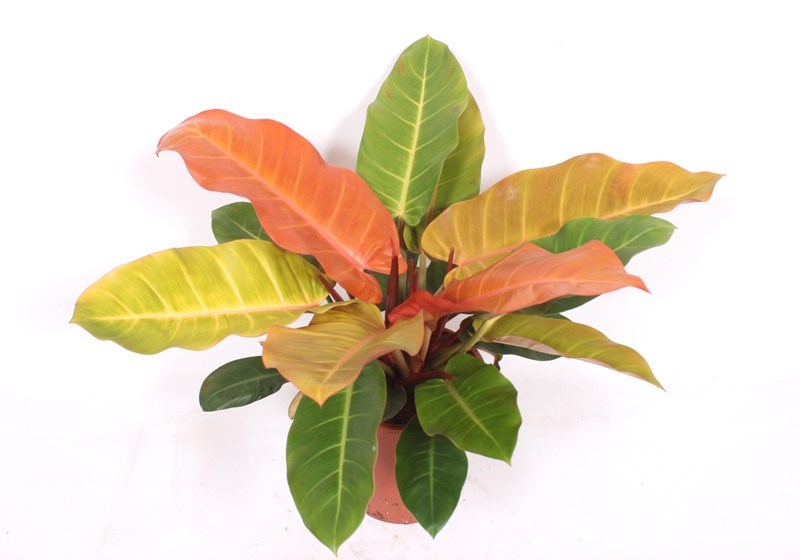 Philodendron Prince of Orange
