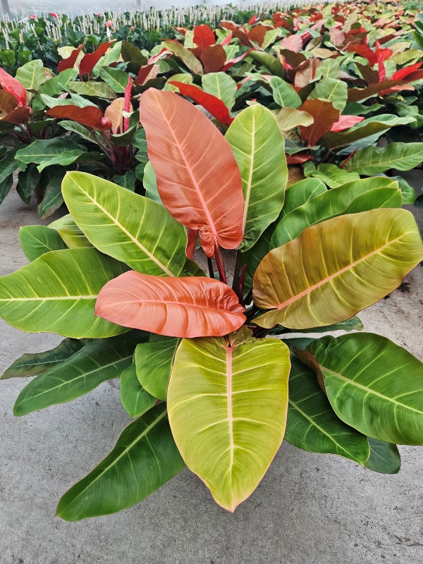 Philodendron Prince of Orange