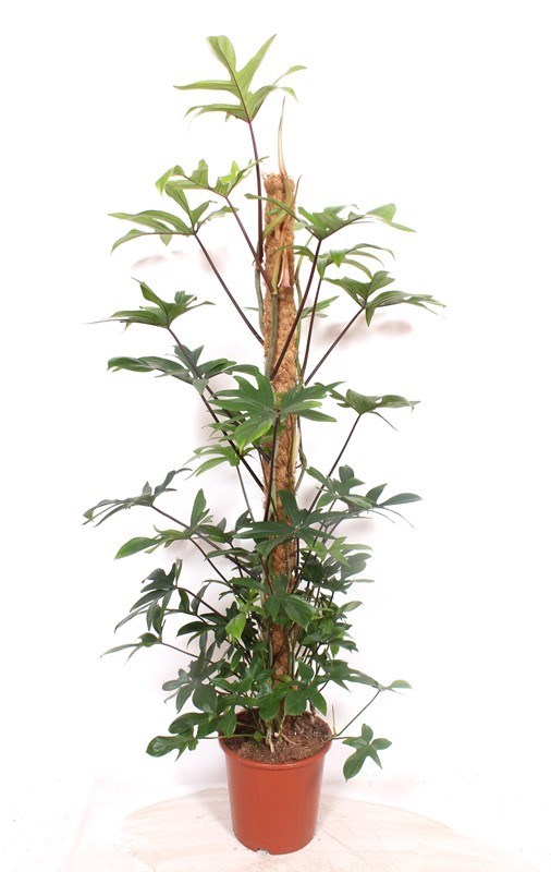 Philodendron pedatum