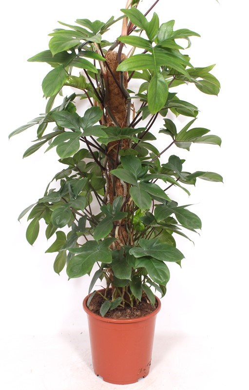 Philodendron pedatum