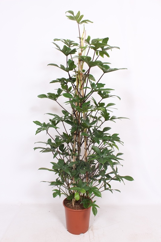 Philodendron pedatum