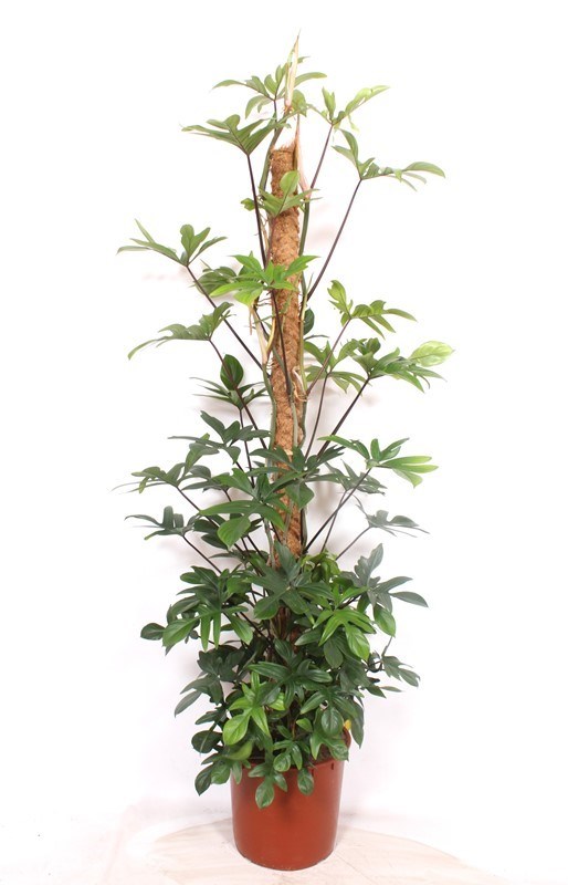 Philodendron pedatum