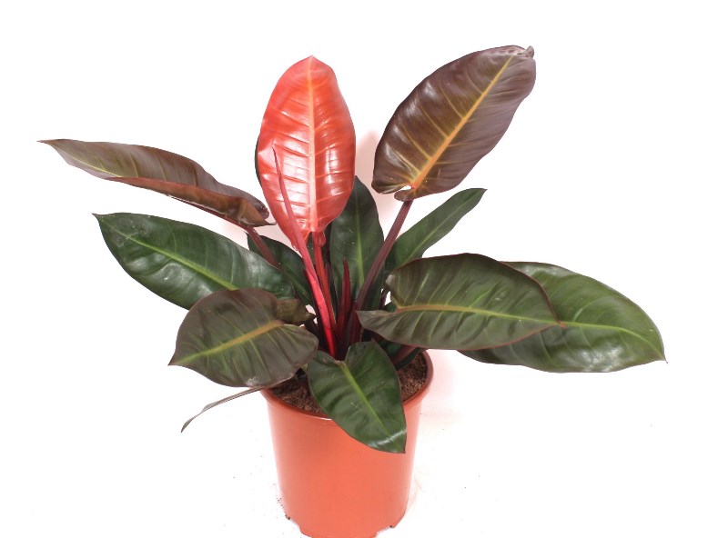 Philodendron Sun Red
