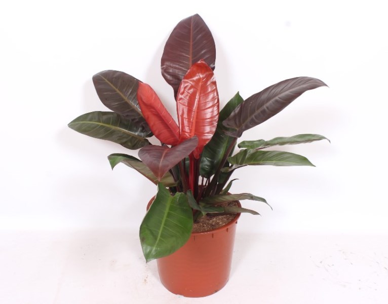 Philodendron Sun Red