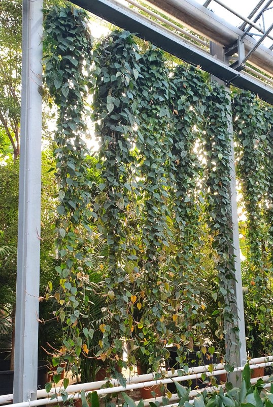 Philodendron scandens