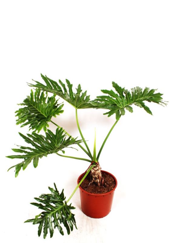 Philodendron selloum