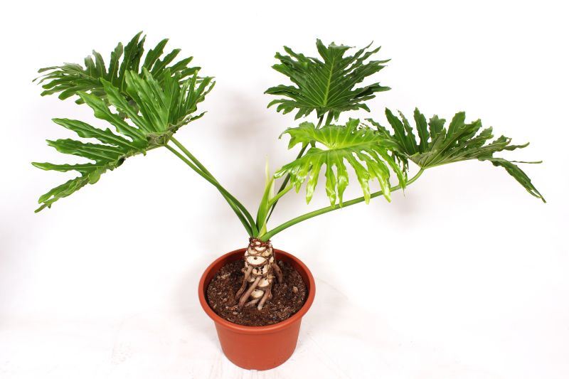 Philodendron selloum