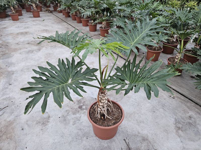 Philodendron selloum