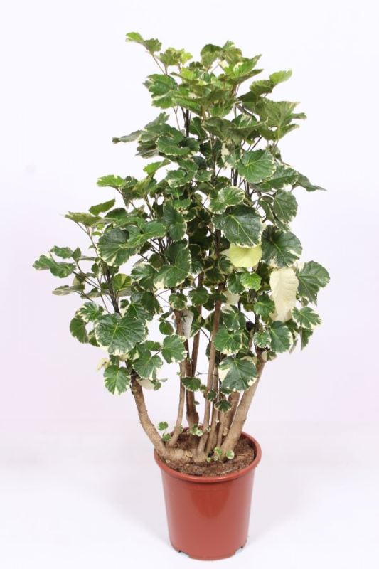 Polyscias balfouriana
