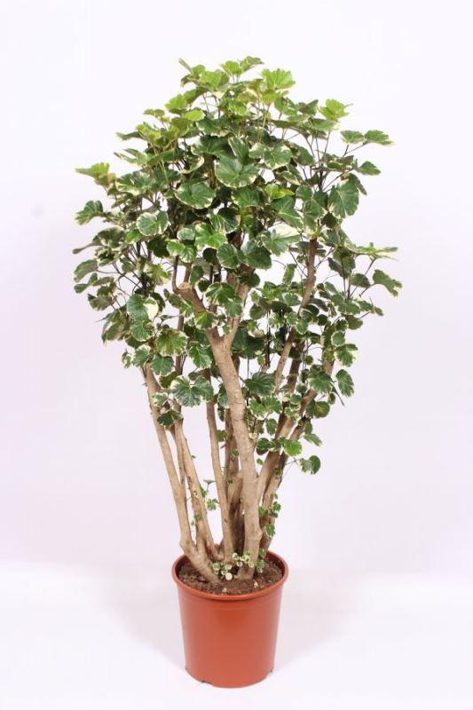Polyscias balfouriana