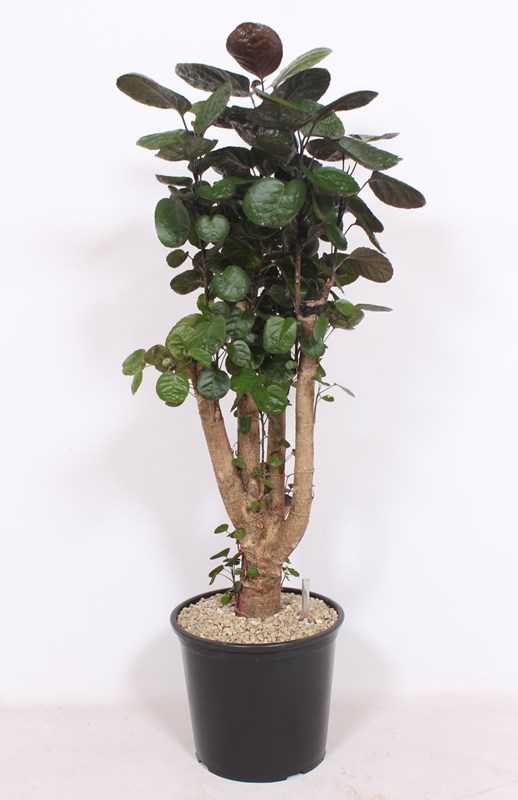 Polyscias Fabian