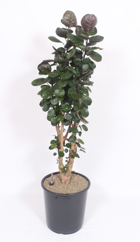 Polyscias Fabian