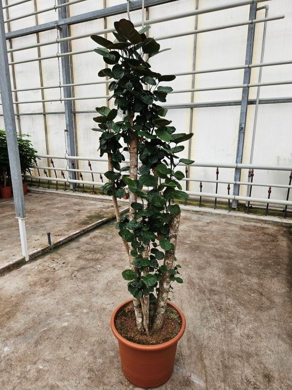 Polyscias Fabian