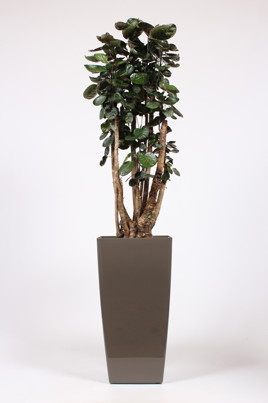 Polyscias Fabian