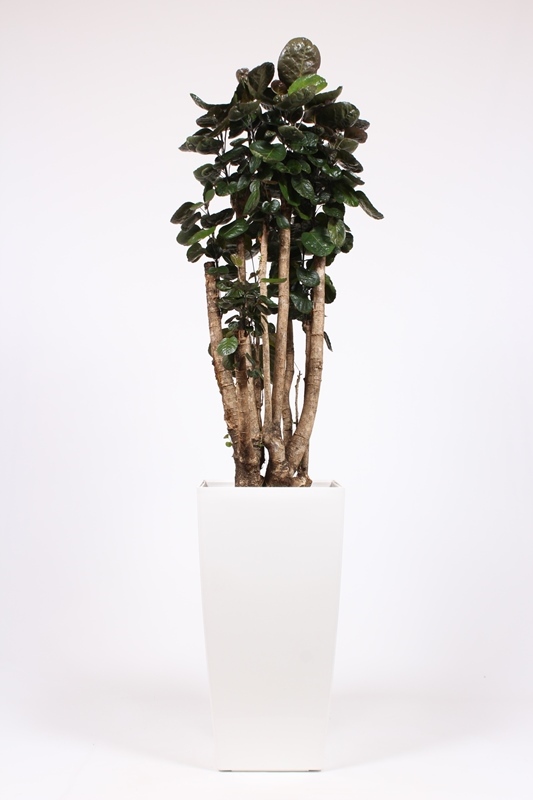 Polyscias Fabian