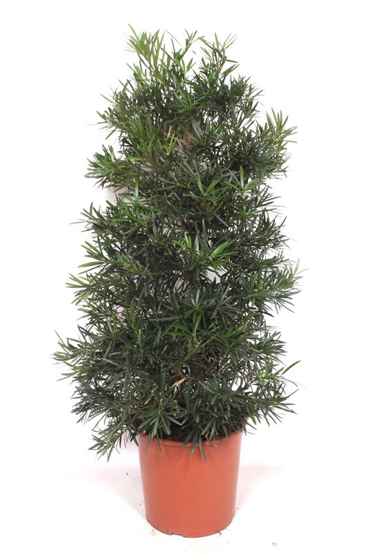 Podocarpus macrophylla