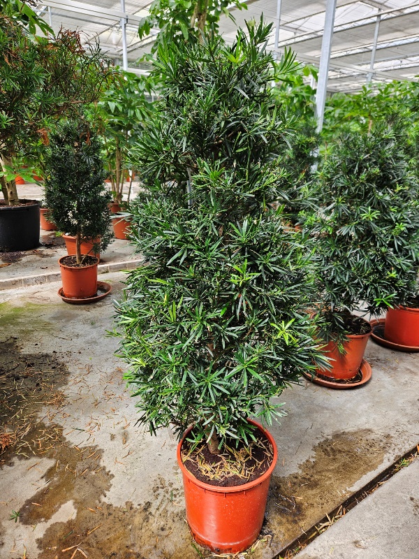 Podocarpus macrophylla