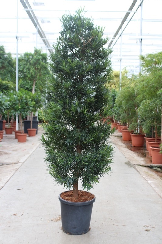 Podocarpus macrophylla