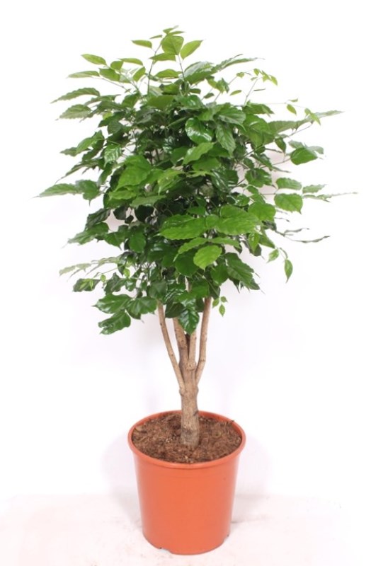 Radermachera hainanensis