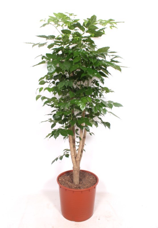 Radermachera hainanensis