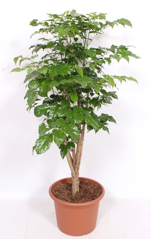 Radermachera hainanensis