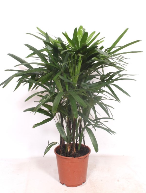Rhapis excelsa