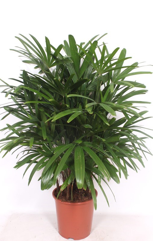 Rhapis excelsa