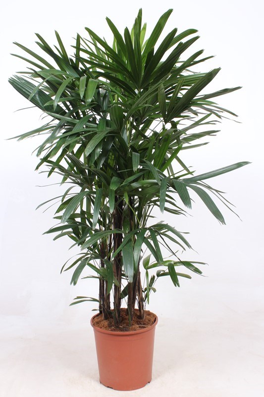 Rhapis excelsa
