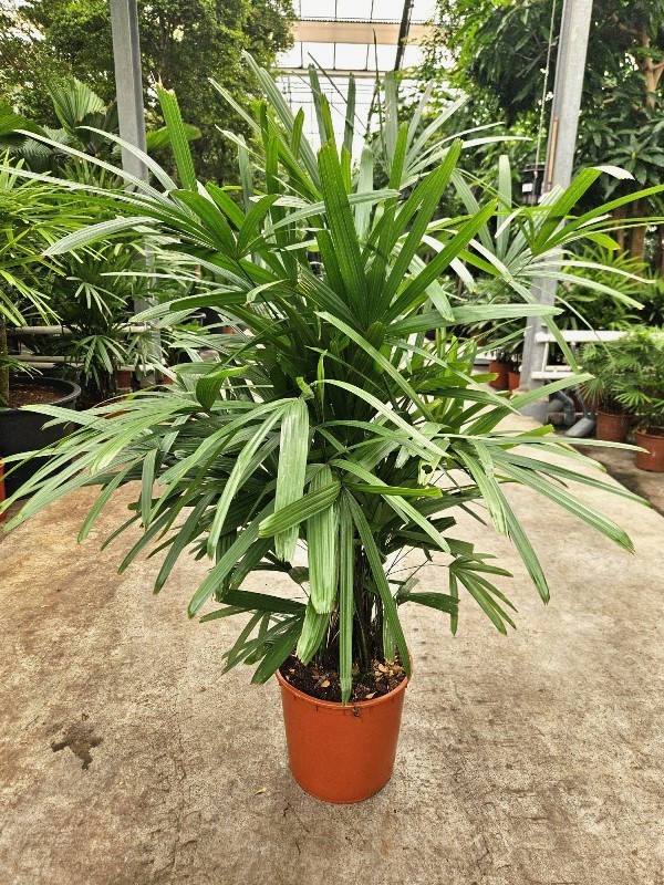 Rhapis excelsa