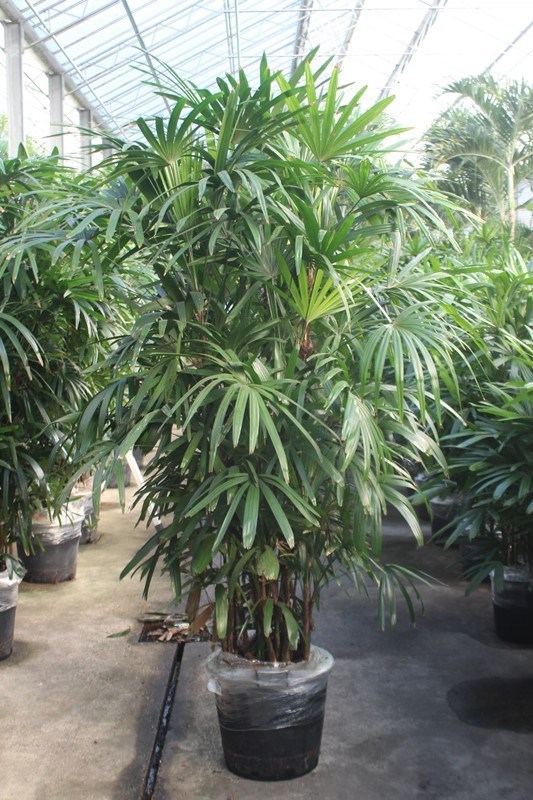 Rhapis excelsa