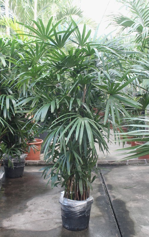 Rhapis excelsa