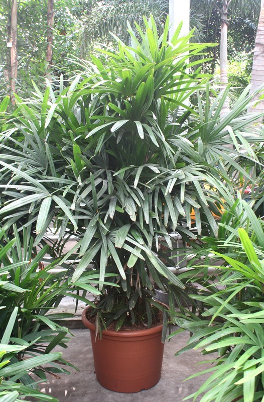 Rhapis excelsa