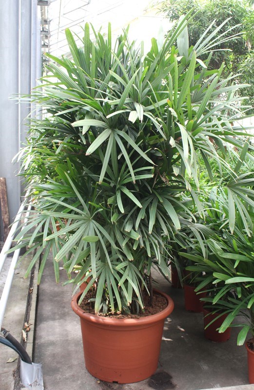 Rhapis excelsa