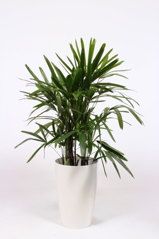 Rhapis excelsa