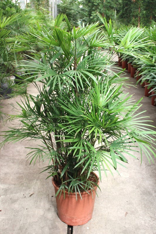 Rhapis humilis