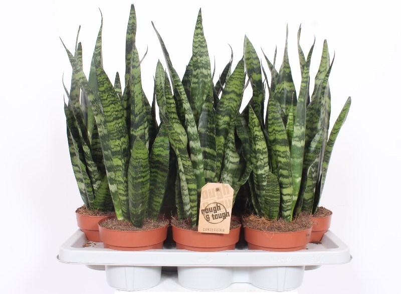 Sansevieria Black Coral