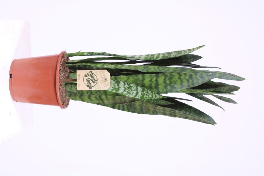 Sansevieria Black Coral