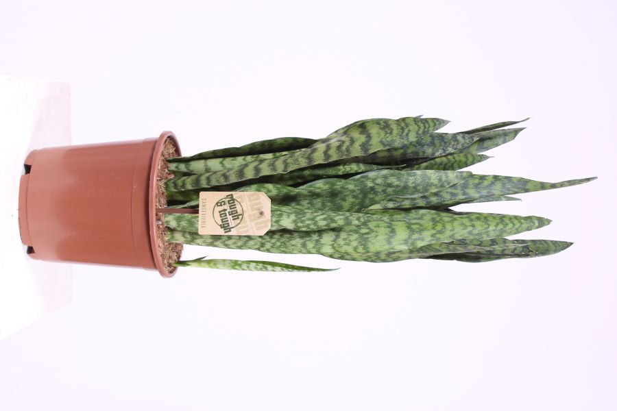 Sansevieria Black Coral