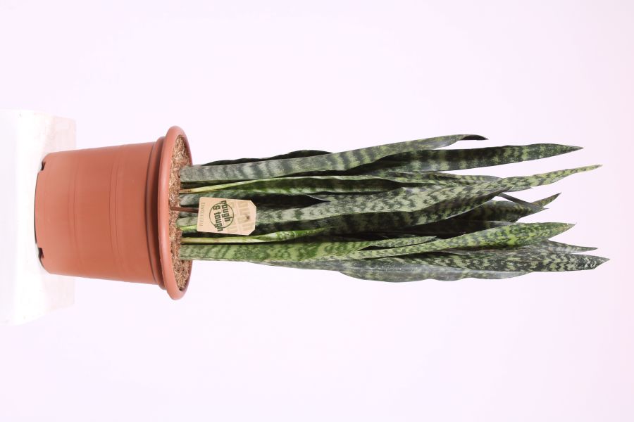 Sansevieria Black Coral