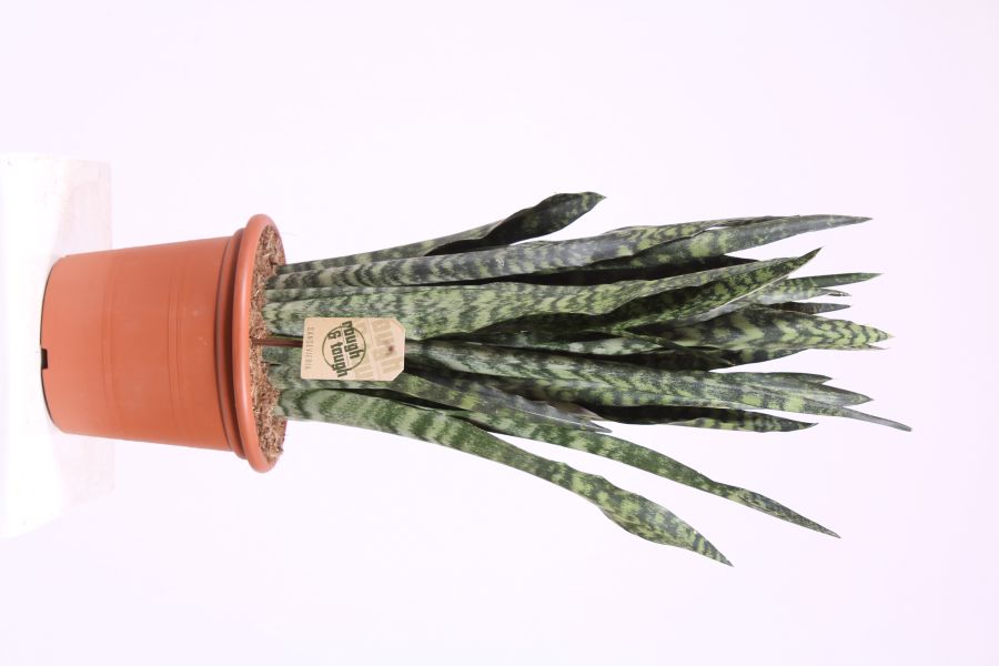 Sansevieria Black Coral