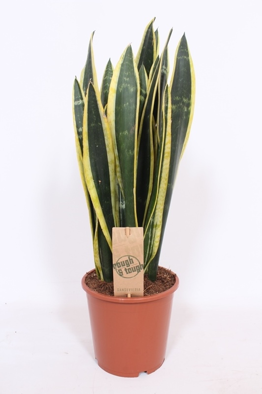 Sansevieria Black Gold