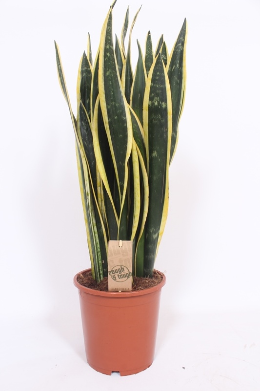 Sansevieria Black Gold