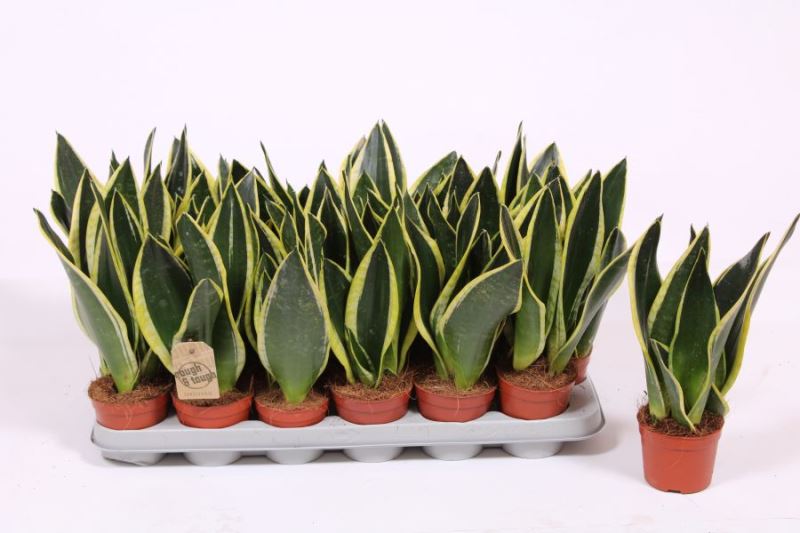Sansevieria Black Superba