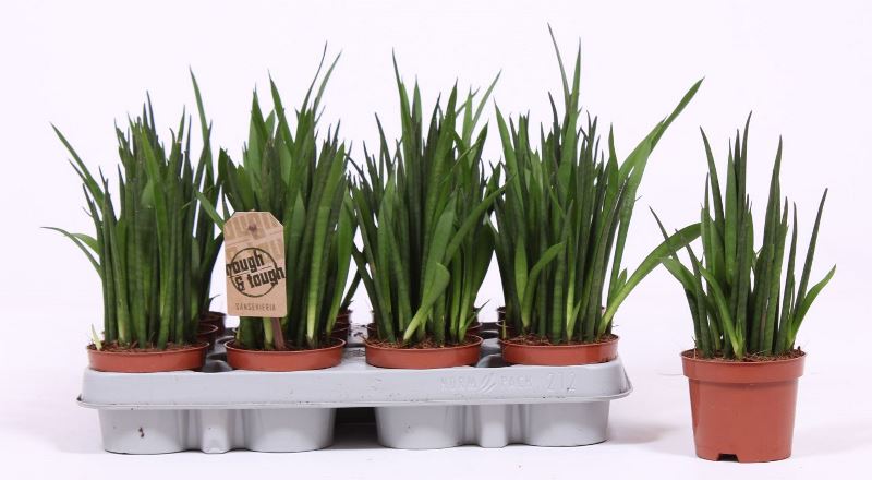 Sansevieria bacularis