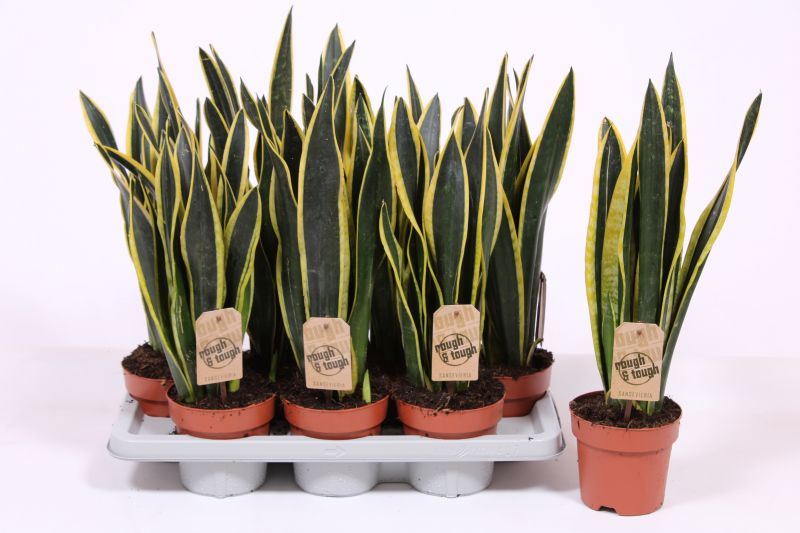 Sansevieria Black Gold