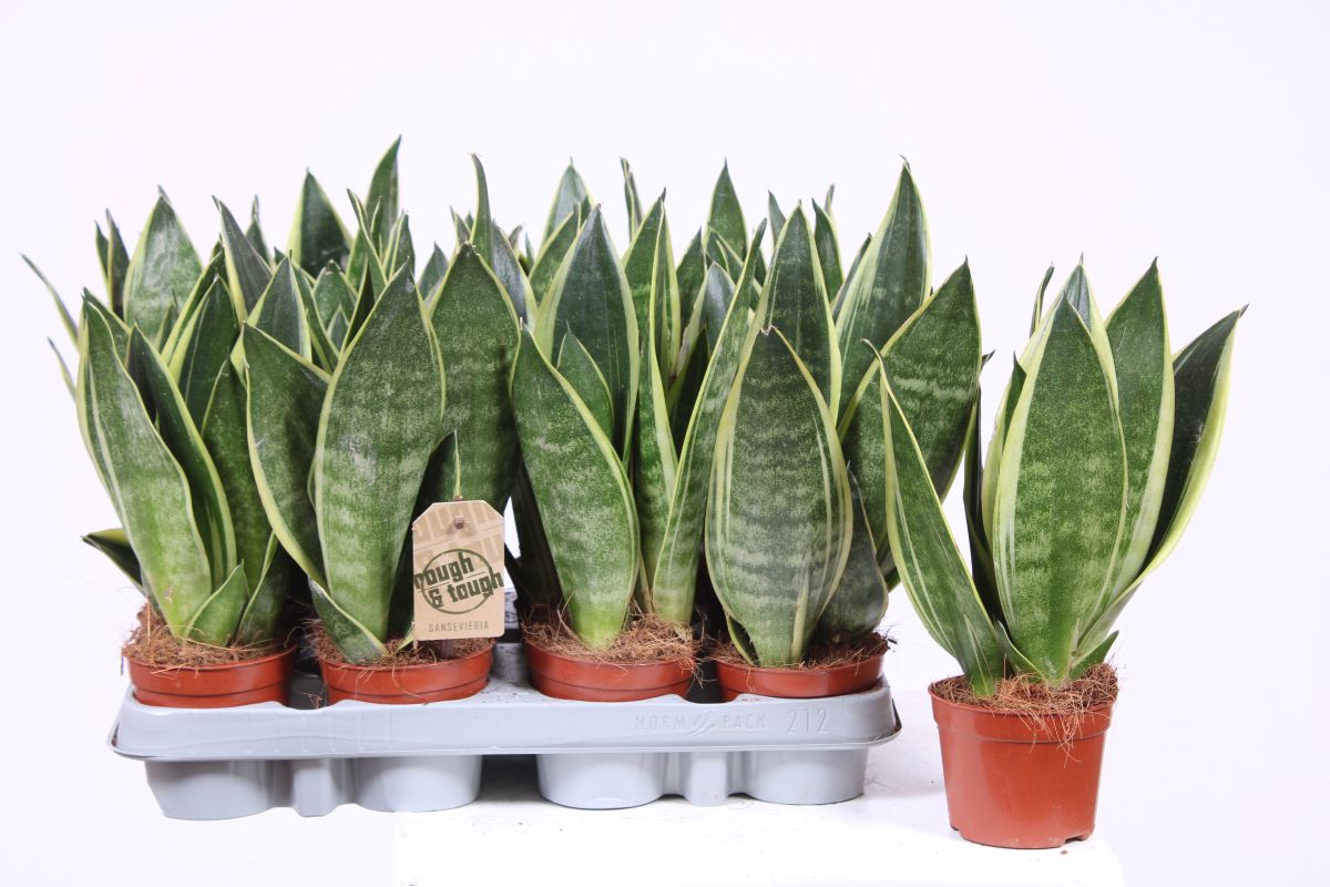 Sansevieria Canary