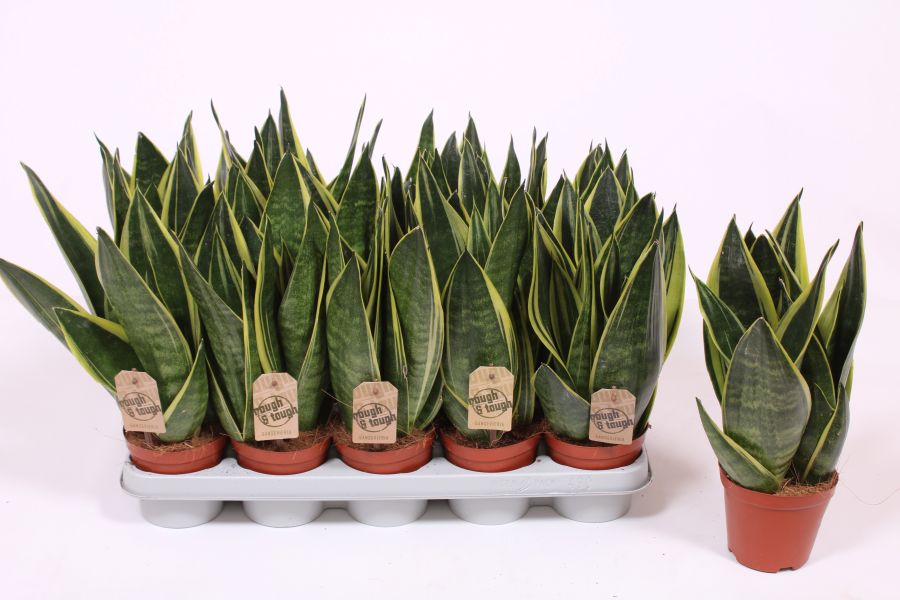 Sansevieria Canary